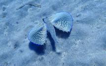 Videonotizia: un Pesce-Civetta nelle acque dell'Elba