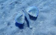 Videonotizia: un Pesce-Civetta nelle acque dell'Elba
