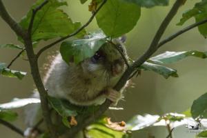 I ghiri sono stati introdotti anche all&#039;Elba per scopi alimentari?