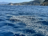 Fotocronaca: moria di pesci al largo dell'Enfola