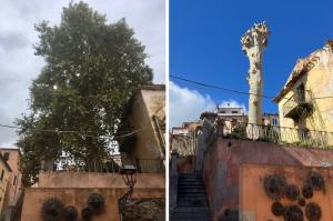 I testimoni del tempo: il pino di Monserrato è morto e anche quello di Lacona ed il platano di Rio non stanno molto bene