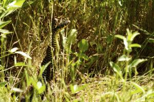 La danza amorosa dei serpenti
