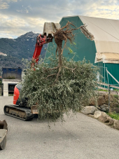 L'olivo marinese "riesumato" e ripiantato altrove