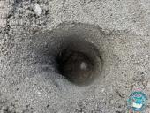 Una tartaruga marina ha nidificato a Sant’Andrea