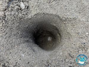 Una tartaruga marina ha nidificato a Sant’Andrea