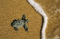 Giornata delle tartarughe marine, "guardiani" allertati a protezione, numero unico per segnalarle