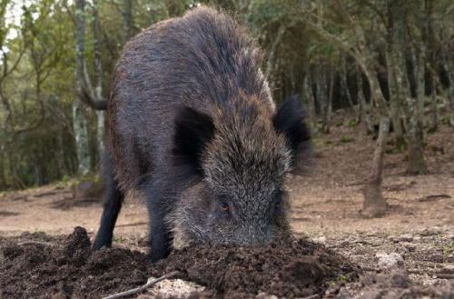 Senza vigneti non c'è Elba DOC: è il momento di eradicare i cinghiali dall'isola