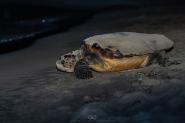La stagione di nidificazione di Caretta caretta entra nel vivo