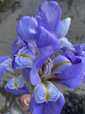 La Foto del Giorno (5 gen.)