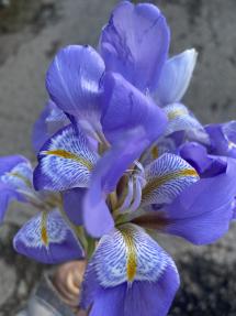 La Foto del Giorno (5 gen.)