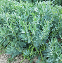 A Sciambere del Campo di Fave