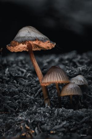 La Foto del Giorno (28 nov.)