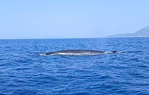 Videonotizia: Balenottere a Sansone