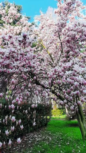 “Primavera: che colori!” - La Foto della Settimana è di Giovanni Mortula