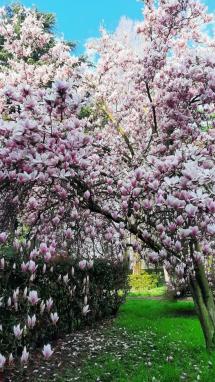 “Primavera: che colori!” - La Foto della Settimana è di Giovanni Mortula