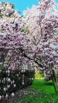 “Primavera: che colori!” - La Foto della Settimana è di Giovanni Mortula