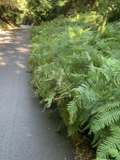 Fotonotizia: Piante che invadono la carreggiata della Strada Provinciale  della Civillina