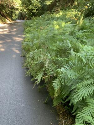 Fotonotizia: Piante che invadono la carreggiata della Strada Provinciale  della Civillina