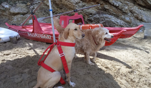 Domenica a Campo all&#039;Aia appuntamento con i cani da salvataggio della Scuola Max