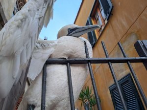 Un bellissimo esemplare di Sula Bassana rimane incastrato in una ringhiera, tratto in salvo dai Vigili del Fuoco