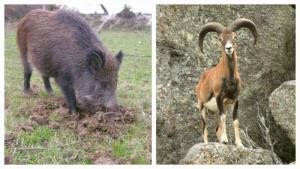 Il Presidente della Comunità del Parco alle istituzioni: “Emergenza ungulati all’Elba, serve un Commissario Straordinario”