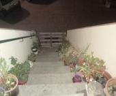 San Piero: "vorrei tanto tornare ad essere libera dai cinghiali"