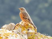 La Foto del Giorno (1° dic.)