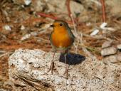 La Foto del Giorno (19 dic.)