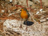 La Foto del Giorno (19 dic.)